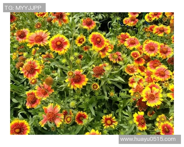 足球巨星的崛起之路 从童年梦想到职业生涯初期的奋斗历程